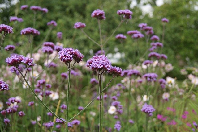 Безкоштовно завантажте Verbena Ijzerhard Flower - безкоштовну фотографію або зображення для редагування за допомогою онлайн-редактора зображень GIMP