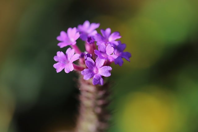 Free download verbena verbena rigida stiff verbena free picture to be edited with GIMP free online image editor