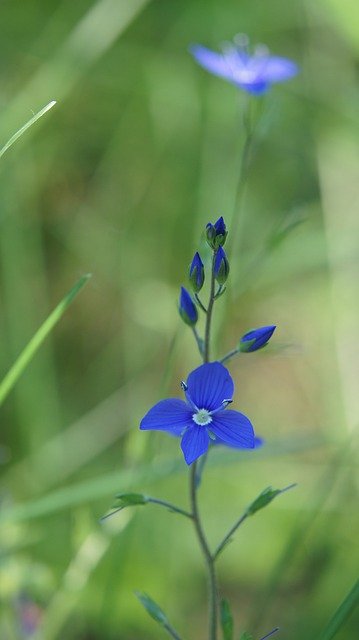 Free download Veronica Chamaedrys Wildflowers -  free photo or picture to be edited with GIMP online image editor