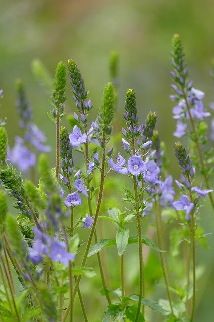 無料ダウンロードベロニカ植物雑草-GIMPオンライン画像エディタで編集できる無料の写真または画像