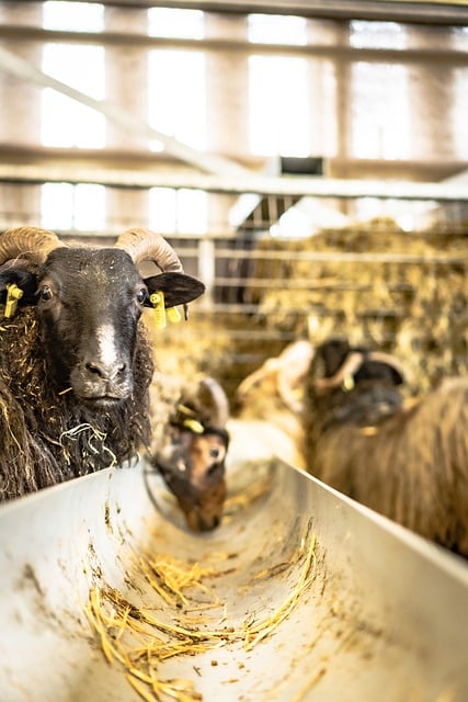Free download vertical sheep lamb spring wool free picture to be edited with GIMP free online image editor