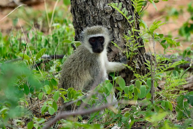 Free download vervet monkey monkey ape animal free picture to be edited with GIMP free online image editor