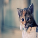 Very Cute Kitten Theme  screen for extension Chrome web store in OffiDocs Chromium