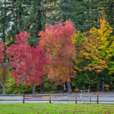 Vibrant Autumn Red Maple Leaves Sunlit Outdoors  screen for extension Chrome web store in OffiDocs Chromium