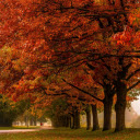 Vibrant Autumn Trees  screen for extension Chrome web store in OffiDocs Chromium