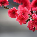 vibrant branch of red cherry blossoms  screen for extension Chrome web store in OffiDocs Chromium