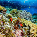 Vibrant Colored Coral Reef Underwater  screen for extension Chrome web store in OffiDocs Chromium