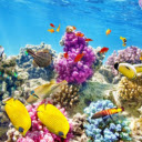 Vibrant Coral Reef  screen for extension Chrome web store in OffiDocs Chromium