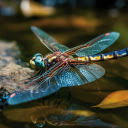 Vibrant Dragonfly Macro  screen for extension Chrome web store in OffiDocs Chromium