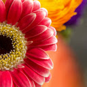 Vibrant Gerbera Daisy  screen for extension Chrome web store in OffiDocs Chromium