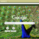 Vibrant Peacock Feathers  screen for extension Chrome web store in OffiDocs Chromium