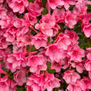 Vibrant Pink Azaleas in Bloom with Dew Drops  screen for extension Chrome web store in OffiDocs Chromium