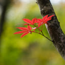 Vibrant Red Autumn Leaves  screen for extension Chrome web store in OffiDocs Chromium