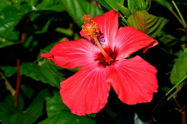 Free download Vibrant Red Hibiscus Flower Floral -  free photo or picture to be edited with GIMP online image editor