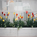 Vibrant Tulip Garden  screen for extension Chrome web store in OffiDocs Chromium
