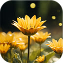 vibrant yellow daisy blooms tranquil meadow summer  screen for extension Chrome web store in OffiDocs Chromium