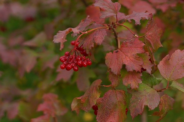 Free picture Viburnum Autumn Berry -  to be edited by GIMP free image editor by OffiDocs