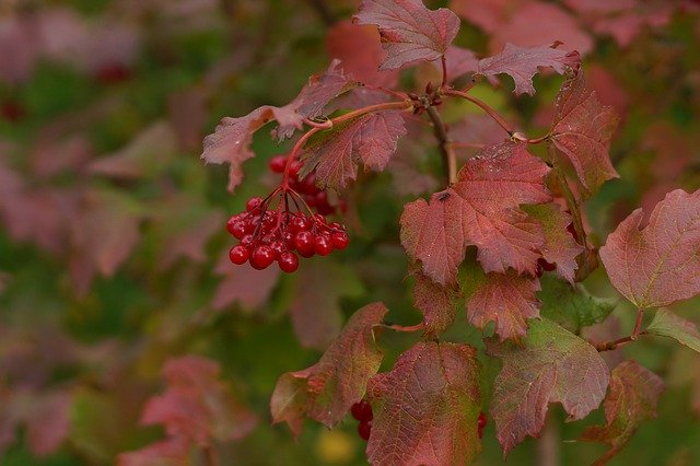 دانلود رایگان Viburnum Autumn Berry - عکس یا تصویر رایگان قابل ویرایش با ویرایشگر تصویر آنلاین GIMP