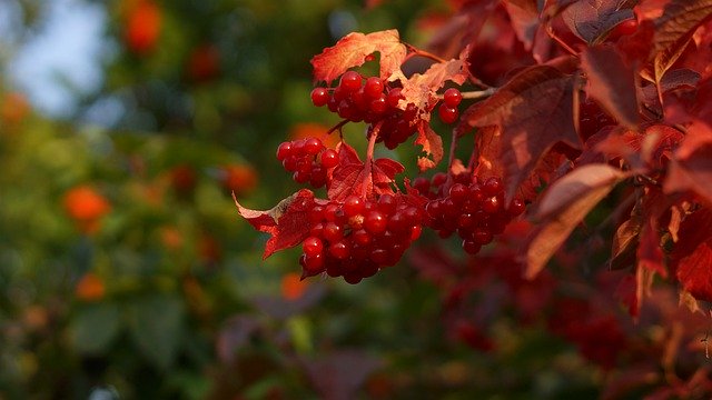 Free download Viburnum Berry Red -  free photo or picture to be edited with GIMP online image editor