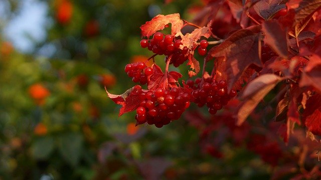 הורדה חינם של Viburnum Berry Red - תמונה או תמונה בחינם לעריכה עם עורך התמונות המקוון GIMP