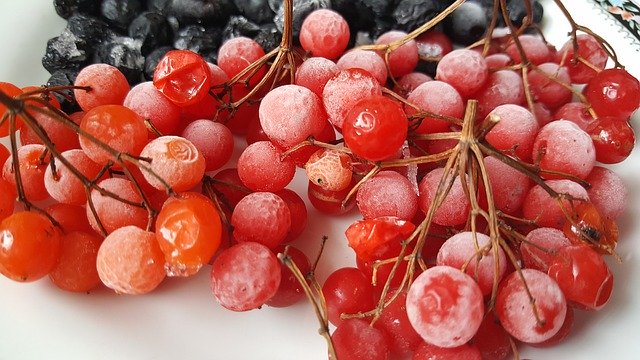 Téléchargement gratuit de Viburnum Black Chokeberry Berry - photo ou image gratuite à éditer avec l'éditeur d'images en ligne GIMP