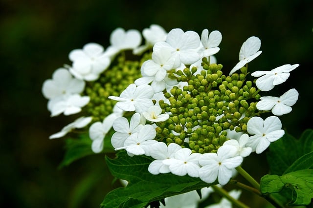 Free download viburnum blooms macro garden free picture to be edited with GIMP free online image editor