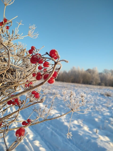 Free download viburnum frost forest snow free picture to be edited with GIMP free online image editor