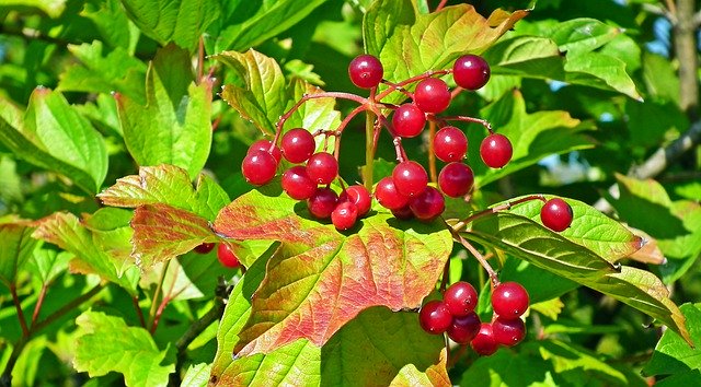 Gratis download Viburnum Fruit Red - gratis foto of afbeelding om te bewerken met GIMP online afbeeldingseditor
