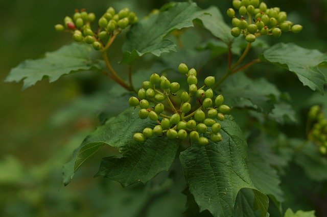 Descărcare gratuită Viburnum Summer Flower - fotografie sau imagine gratuită pentru a fi editată cu editorul de imagini online GIMP