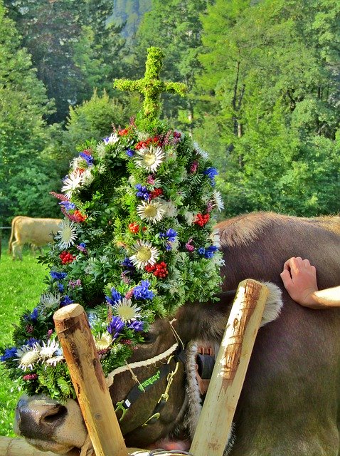 Free download Viehscheid Beef Tradition -  free photo or picture to be edited with GIMP online image editor