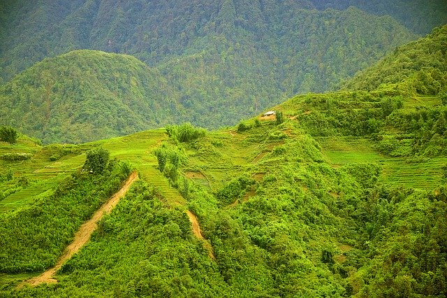 Gratis download Vietnam Asia Rice - gratis gratis foto of afbeelding om te bewerken met GIMP online afbeeldingseditor