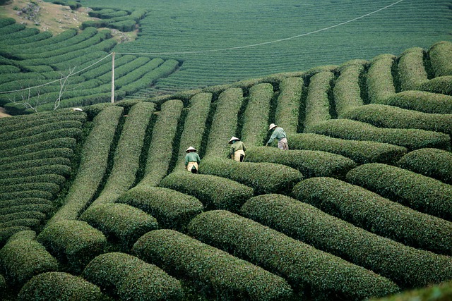 Free download vietnam farming agriculture free picture to be edited with GIMP free online image editor