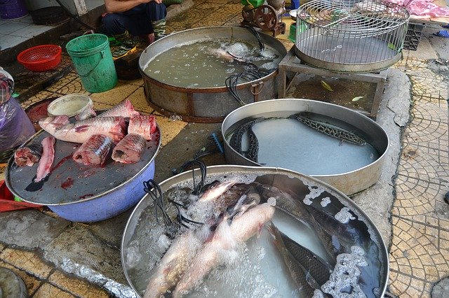 Descarga gratuita Vietnam Hanoi Fish - foto o imagen gratuita para editar con el editor de imágenes en línea GIMP