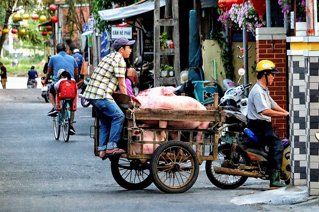 Free download vietnam pigs animals transport free picture to be edited with GIMP free online image editor