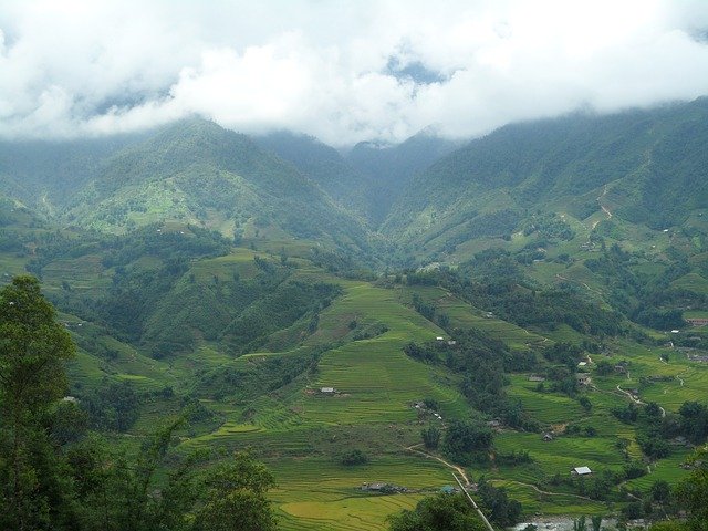 Descarga gratuita Agricultura de arroz de Vietnam - foto o imagen gratuita para editar con el editor de imágenes en línea GIMP