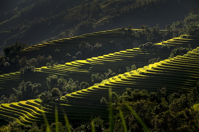 Free download vietnam terraces rice paddy crop free picture to be edited with GIMP free online image editor