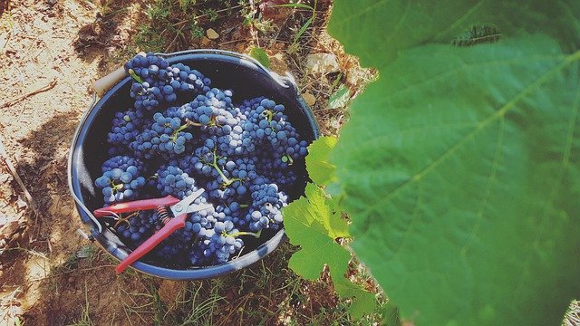 ດາວ​ໂຫຼດ​ຟຣີ Vigne Vendange France - ຮູບ​ພາບ​ຟຣີ​ຫຼື​ຮູບ​ພາບ​ທີ່​ຈະ​ໄດ້​ຮັບ​ການ​ແກ້​ໄຂ​ກັບ GIMP ອອນ​ໄລ​ນ​໌​ບັນ​ນາ​ທິ​ການ​ຮູບ​ພາບ​