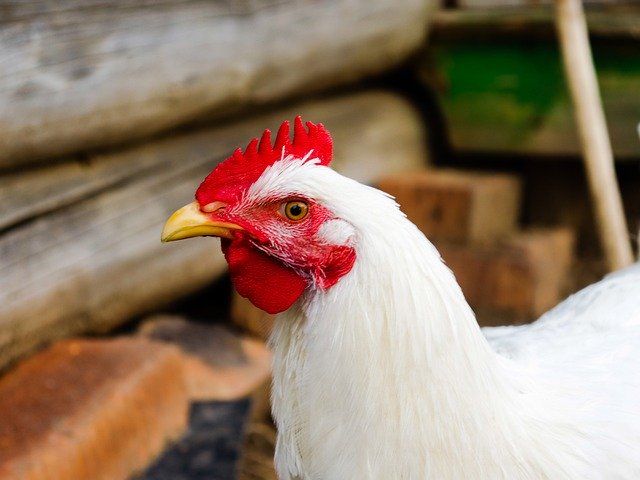 Descarga gratuita Village Chicken Cock - foto o imagen gratuita para editar con el editor de imágenes en línea GIMP