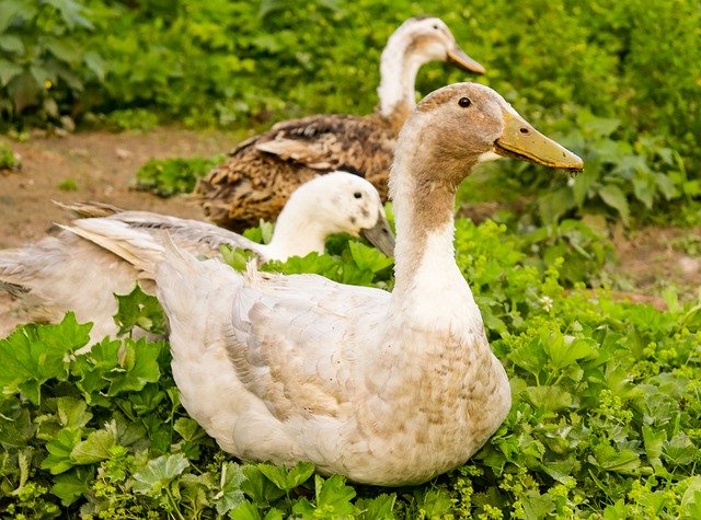 Free download Village Dacha Duck -  free photo or picture to be edited with GIMP online image editor