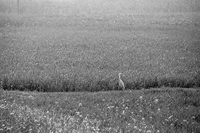 Téléchargement gratuit d'une image gratuite de l'agriculture de la ferme du village du Bihar à modifier avec l'éditeur d'images en ligne gratuit GIMP