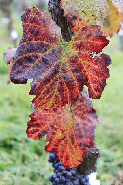 Free download Vine Colorful Autumn -  free free photo or picture to be edited with GIMP online image editor