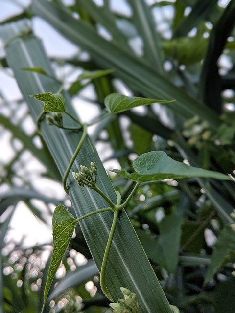 Free download Vine Creeper Twist -  free photo or picture to be edited with GIMP online image editor