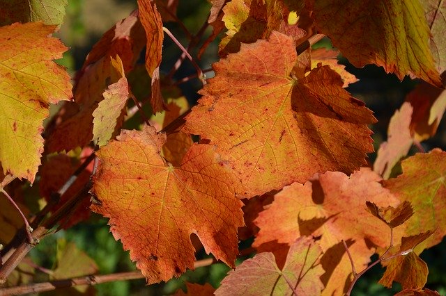 Free download Vine Fall Leaves -  free photo or picture to be edited with GIMP online image editor