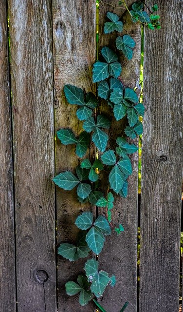 Безкоштовно завантажте Vine Fence Leaves - безкоштовне фото або зображення для редагування за допомогою онлайн-редактора зображень GIMP