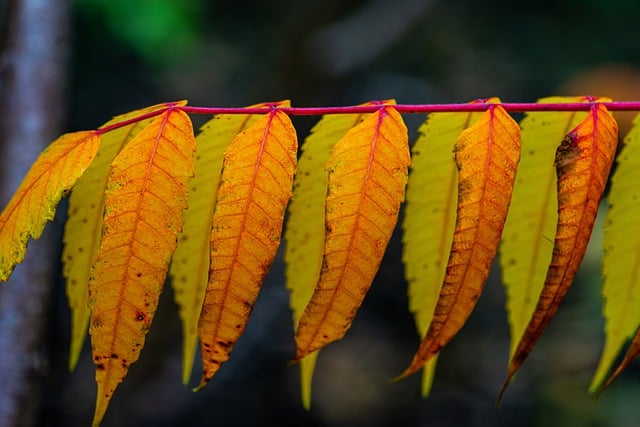 Free download vinegar tree smooth sumac free picture to be edited with GIMP free online image editor