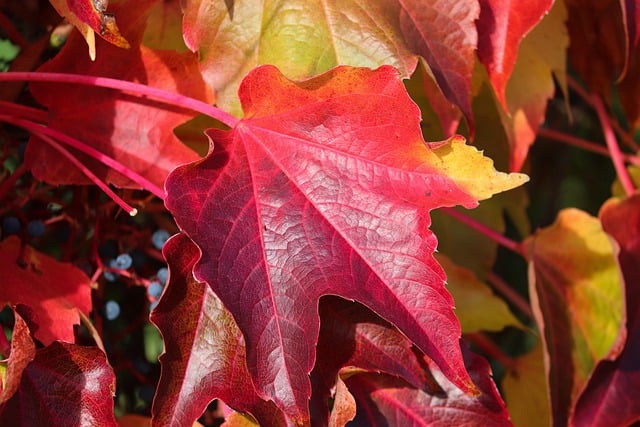 Bezpłatne pobieranie liści winorośli liść winogron dzikie wino darmowe zdjęcie do edycji za pomocą darmowego edytora obrazów online GIMP