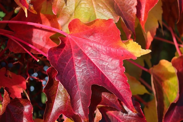 Free download vine leaves grape leaf wild wine free picture to be edited with GIMP free online image editor