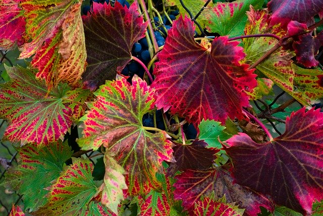 Ücretsiz indir Vine Leaves Purple - GIMP çevrimiçi resim düzenleyici ile düzenlenecek ücretsiz ücretsiz fotoğraf veya resim