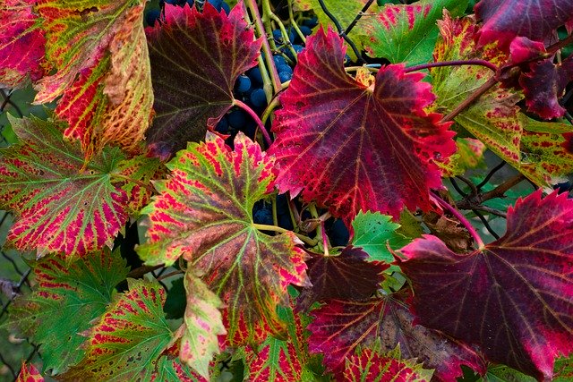 Free download Vine Leaves Purple -  free free photo or picture to be edited with GIMP online image editor