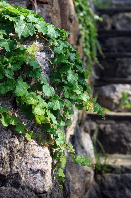 Bezpłatne pobieranie Vine Plants Green - bezpłatne zdjęcie lub obraz do edycji za pomocą internetowego edytora obrazów GIMP